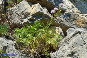 Centaurea filiformis subsp. ferulacea (Fiordaliso d'Ogliastra)