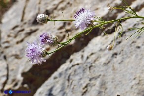 Centaurea filiformis subsp. ferulacea (Fiordaliso d'Ogliastra)