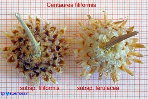 Centaurea filiformis subsp. filiformis e subsp. ferulacea (Fiordaliso di Oliena e d'Ogliastra)