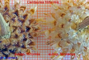 Centaurea filiformis subsp. filiformis e subsp. ferulacea (Fiordaliso di Oliena e d'Ogliastra)