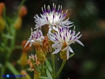 Vai al capitolo CENTAUREA MAGISTRORUM Go to section CENTAUREA MAGISTRORUM