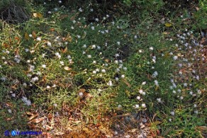 Centaurea magistrorum (Fiordaliso dei maestri)