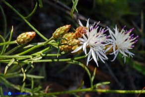 Centaurea magistrorum (Fiordaliso dei maestri)