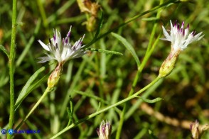 Centaurea magistrorum (Fiordaliso dei maestri)