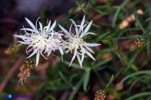Centaurea magistrorum (Fiordaliso dei maestri)