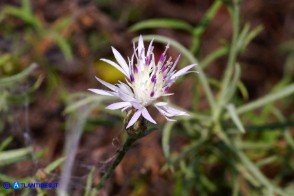 Centaurea magistrorum (Fiordaliso dei maestri)