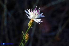 Centaurea magistrorum (Fiordaliso dei maestri)
