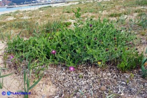 Centaurea sphaerocephala (Fiordaliso delle spiagge)