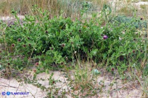 Centaurea sphaerocephala (Fiordaliso delle spiagge)