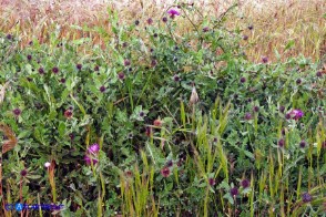 Centaurea sphaerocephala (Fiordaliso delle spiagge)