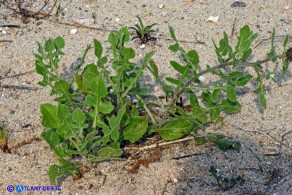 Centaurea sphaerocephala (Fiordaliso delle spiagge)