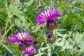 Centaurea sphaerocephala (Fiordaliso delle spiagge)