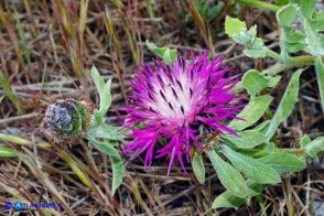 Centaurea sphaerocephala (Fiordaliso delle spiagge)