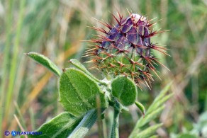 Centaurea sphaerocephala (Fiordaliso delle spiagge)