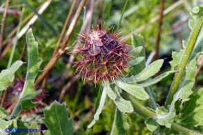 Centaurea sphaerocephala (Fiordaliso delle spiagge)