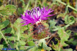 Centaurea sphaerocephala (Fiordaliso delle spiagge)