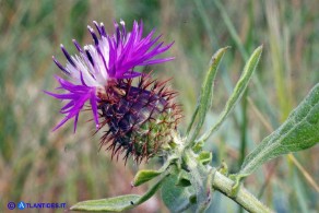 Centaurea sphaerocephala (Fiordaliso delle spiagge)