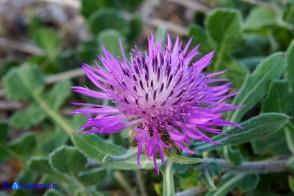 Centaurea sphaerocephala (Fiordaliso delle spiagge)