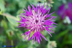 Centaurea sphaerocephala (Fiordaliso delle spiagge)