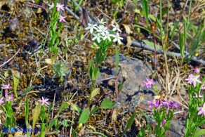 Centaurium pulchellum subsp. pulchellum (Centauro elegante): esemplare a fiori bianchi