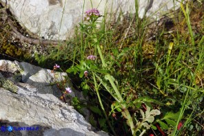 Centranthus calcitrapae subsp. calcitrapae (Centranto calcitrapa)