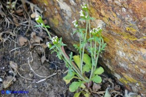 Centranthus calcitrapae subsp. calcitrapae (Centranto calcitrapa)