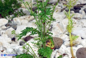 Centranthus calcitrapae subsp. calcitrapae (Centranto calcitrapa)