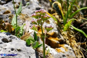 Centranthus calcitrapae subsp. calcitrapae (Centranto calcitrapa)