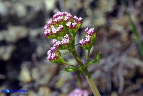 Centranthus calcitrapae subsp. calcitrapae (Centranto calcitrapa)