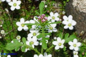 Centranthus calcitrapae subsp. calcitrapae (Centranto calcitrapa) qui in associazione con Arenaria balearica