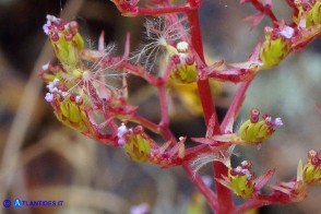 Centranthus calcitrapae subsp. calcitrapae (Centranto calcitrapa)