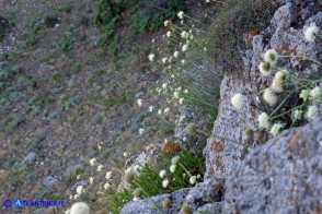 Cephalaria mediterranea (Vedovina mediterranea)