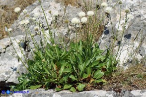 Cephalaria mediterranea (Vedovina mediterranea)