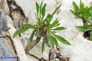 Cephalaria mediterranea (Vedovina mediterranea)