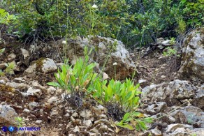 Cephalaria mediterranea (Vedovina mediterranea)