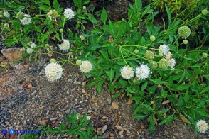 Cephalaria mediterranea (Vedovina mediterranea)