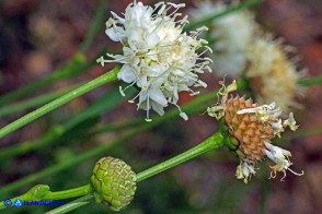 Cephalaria mediterranea (Vedovina mediterranea)