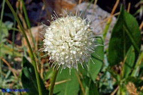 Cephalaria mediterranea (Vedovina mediterranea)