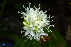 Cephalaria mediterranea (Vedovina mediterranea)