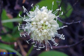 Cephalaria mediterranea (Vedovina mediterranea)