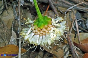 Cephalaria mediterranea (Vedovina mediterranea)