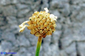 Cephalaria mediterranea (Vedovina mediterranea)