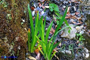 Chamaeiris foetidissima (Giaggiolo puzzolente)