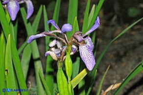 Chamaeiris foetidissima (Giaggiolo puzzolente)