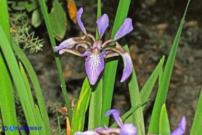 Chamaeiris foetidissima (Giaggiolo puzzolente)