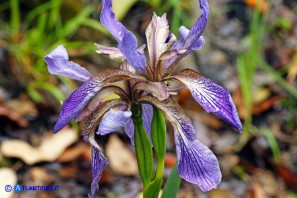 Chamaeiris foetidissima (Giaggiolo puzzolente)