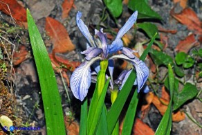 Chamaeiris foetidissima (Giaggiolo puzzolente)