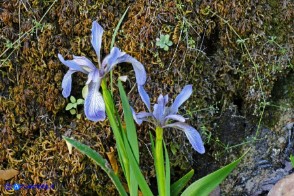 Chamaeiris foetidissima (Giaggiolo puzzolente)