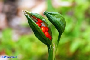 Chamaeiris foetidissima (Giaggiolo puzzolente): capsule e semi