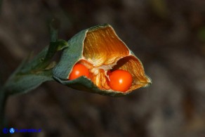 Chamaeiris foetidissima (Giaggiolo puzzolente): capsula e semi